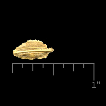 carrot_seed