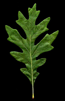 oak_leaf